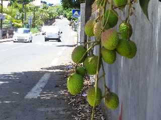 Entre-Deux -  Letchis verts