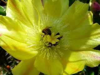 Entre-Deux -  Abeilles sur une fleur de cactus