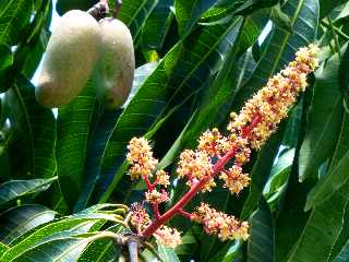 Entre-Deux -  Mangues et fleurs