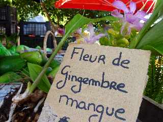 24 novembre 2012 - Marché forain de St-Pierre - Fleur de gingembre mangue