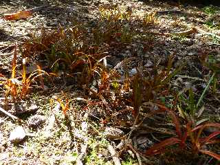 St-Philippe - Plants de vacoas