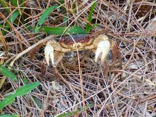 St-Philippe -  Crabe de terre