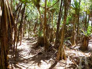 St-Philippe - Sentier littoral vers le Puits arabe - Vacoas