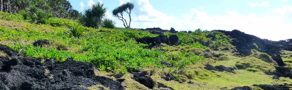 St-Philippe -  Littoral - Vacoas - manioc marron - herbe pique-fesses