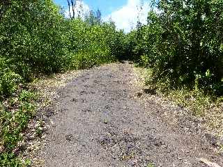 Saint-Philippe - Pointe de la Table -Route forestire