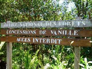 St-Philippe - Pointe de la Table - Concessions de vanille