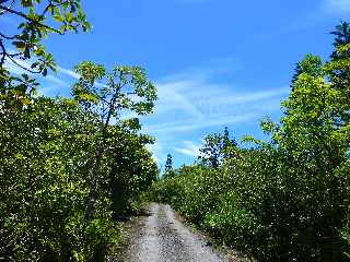 St-Philippe - Pointe de la Table - Piste forestire de Takamaka