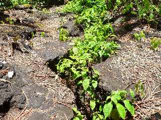 St-Philippe - Sentier longeant la fissure de mars 1986 -