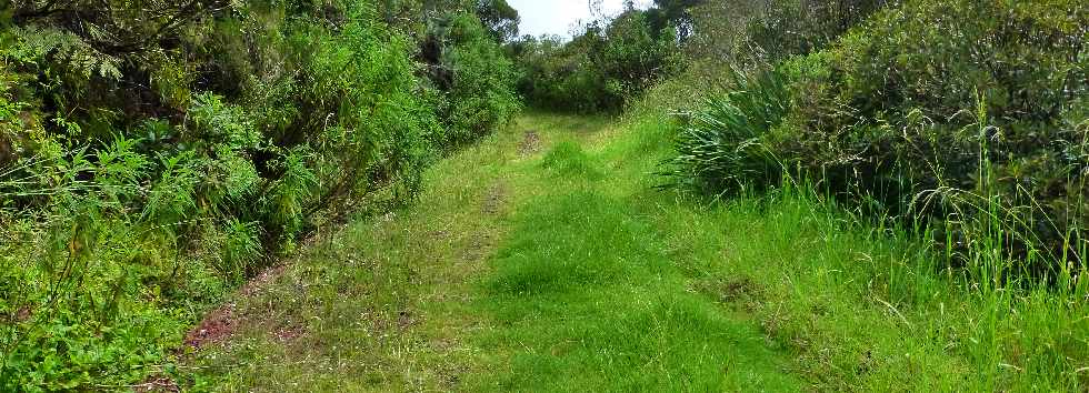 Plaine des Palmistes - Gros Piton Rond - Monte du sentier