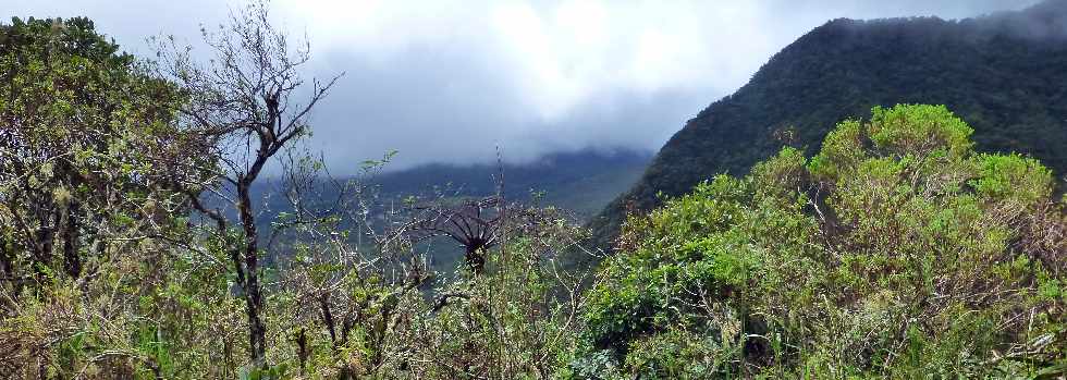 Plaine des Palmistes - Gros Piton Rond - Contreforts du volcan