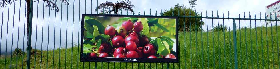 Plaine des Palmistes - Domaine des Tourelles