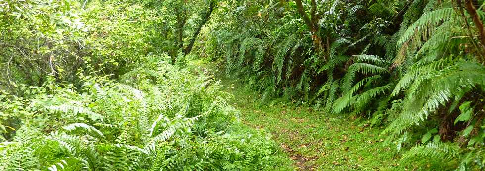 Ste-Rose - Mai 2013 -  Sentier du Gros Piton -