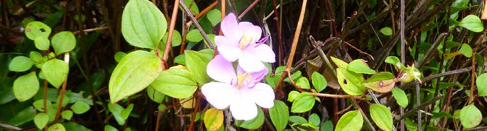 Ste-Rose - Mai 2013 -  Sentier du Gros Piton -