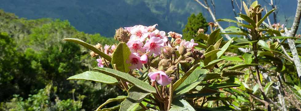 Cilaos - Roche Merveilleuse - Mahot en fleurs