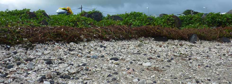 Juin 2013 - St-Pierre - Terre Sainte - Lianes patate  Durand remontes par la houle