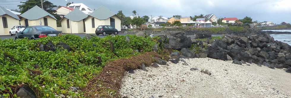 Juin 2013 - St-Pierre - Terre Sainte - Lianes patate  Durand remontes par la houle