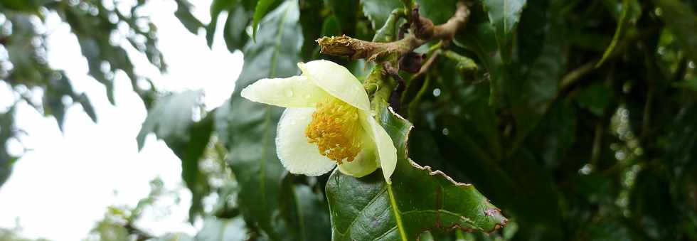 St-Joseph - Grand Coude - Le Labyrinthe En Champ Th - Dans une fort de thiers ... Fleur de th