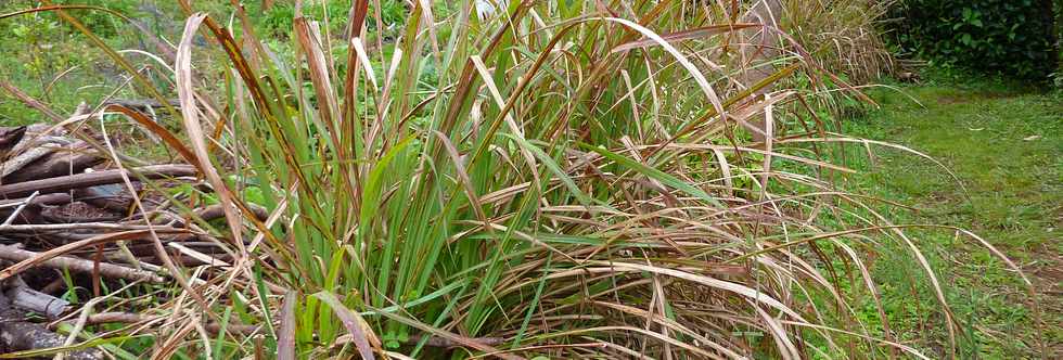 St-Joseph - Grand Coude - Le Labyrinthe En Champ Th - Dans une fort de thiers ...