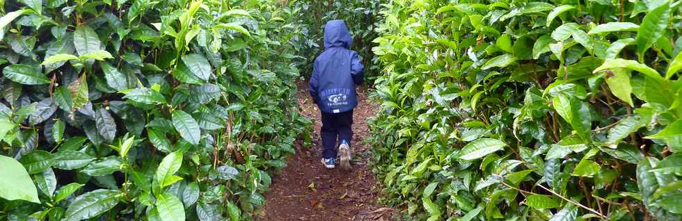 St-Joseph - Grand Coude - Le Labyrinthe En Champ Th - Dans une fort de thiers ...