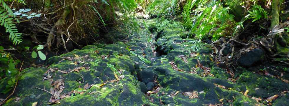 Sentier littoral de St-Philippe - Le Tremblet -  Ravine