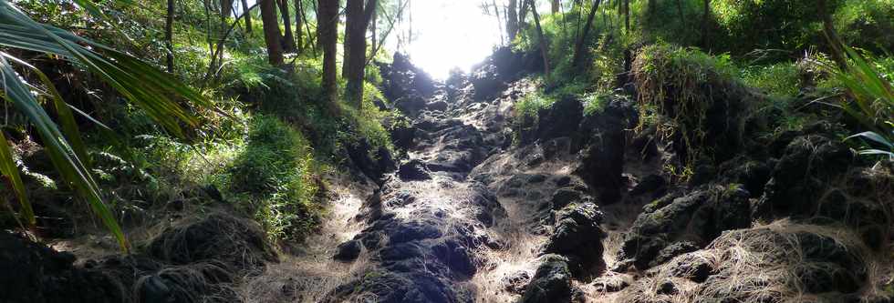 Sentier littoral de St-Philippe - aiguilles de filaos