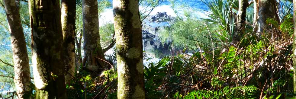 Sentier littoral de St-Philippe - Vacoas