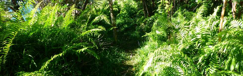 Sentier littoral de St-Philippe - Fougres