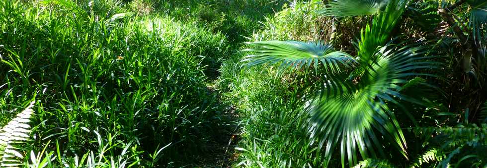 Sentier littoral de St-Philippe -  Herbes