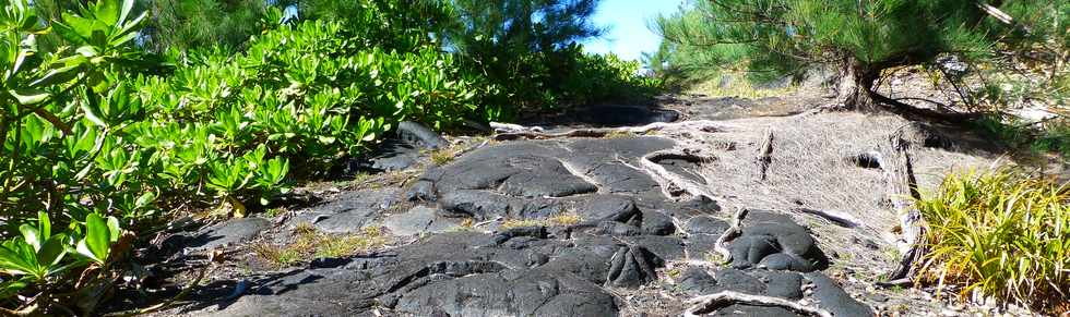 Sentier littoral de St-Philippe - Manioc marron