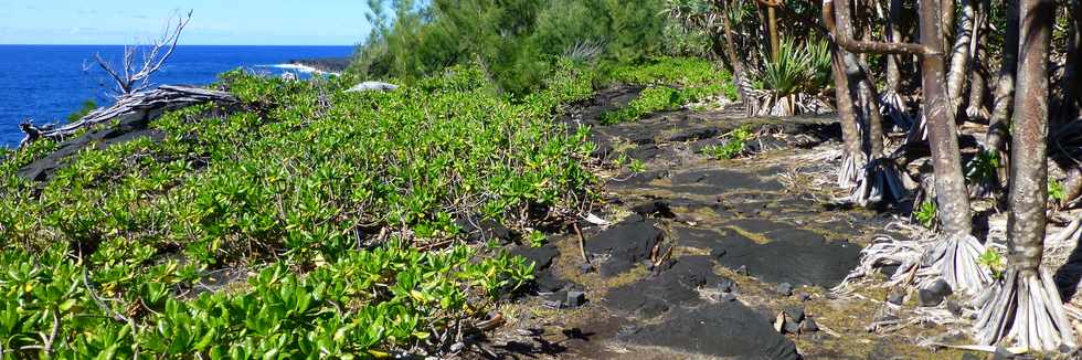 Sentier littoral de St-Philippe - Manioc marron et vacoas