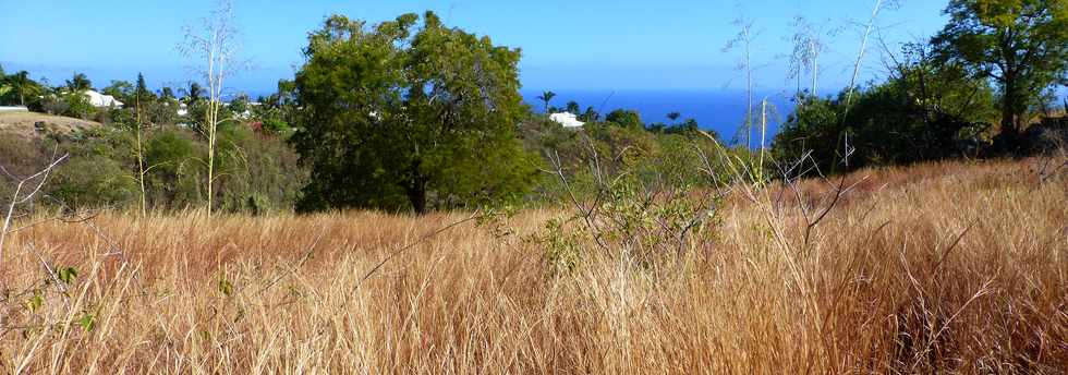 St-Paul - Entre le chemin pav et la ravine du Bernica - Savane