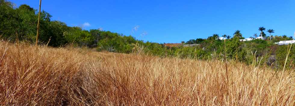 St-Paul - Entre le chemin pav et la ravine du Bernica - Savane