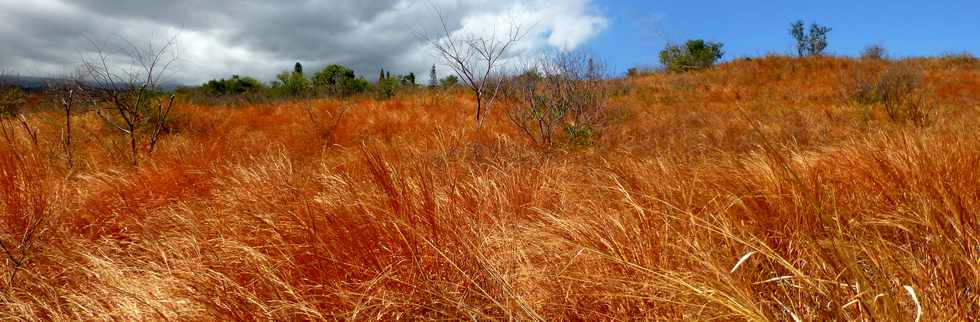 St-Paul - Fleurimont - Savane