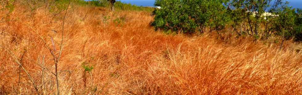 St-Paul - Fleurimont - Savane