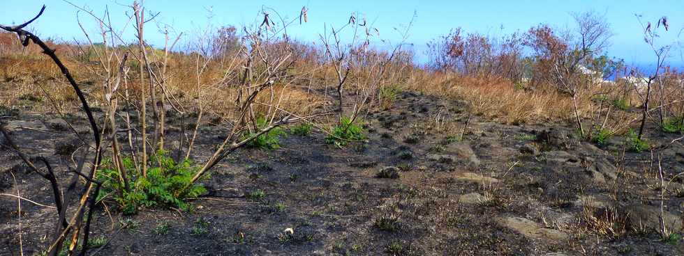 St-Paul - Fleurimont - Savane