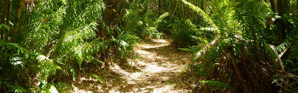 Dcembre 2013 - Ste-Rose - Sentier littoral vers les cascades -