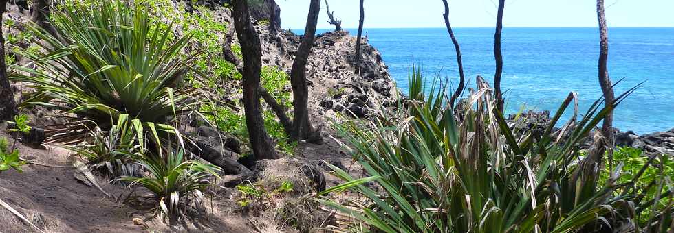 Dcembre 2013 - Ste-Rose - Sentier littoral - Pointe des Cascades -