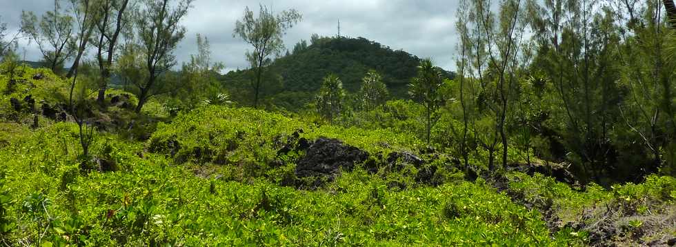 Dcembre 2013 - Ste-Rose - Sentier littoral - Gros Piton-