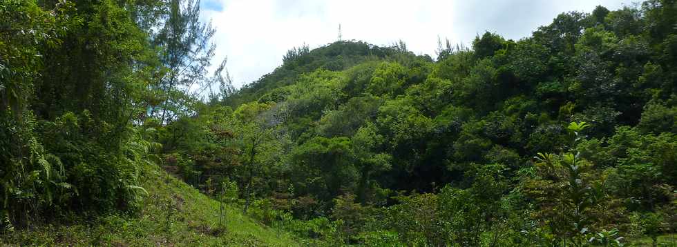 Dcembre 2013 - Ste-Rose - Sentier littoral - Gros Piton