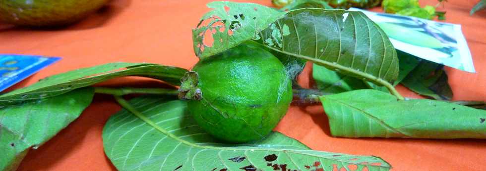 Mdiathque de St-Pierre - 25/01/14 - Fruits et lgumes lontan avec l'association Pcheurs Golt de Grands Bois  -  Goyave