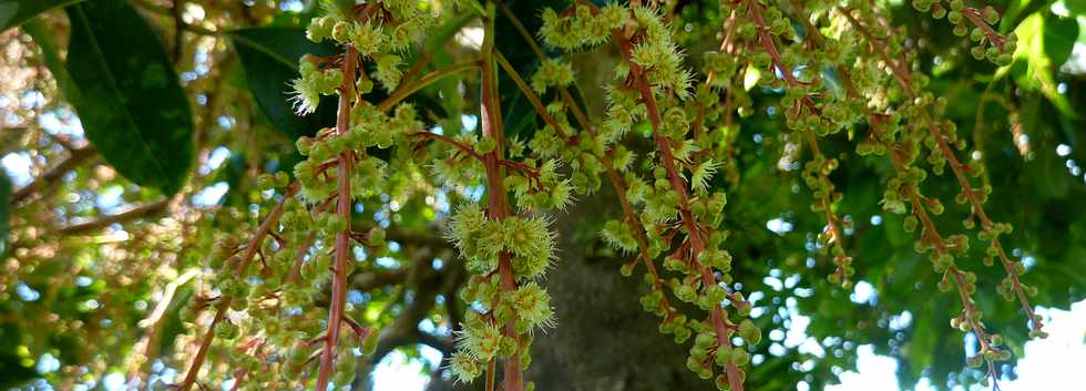 Floraison des corves blancs aprs le cyclone Bjisa