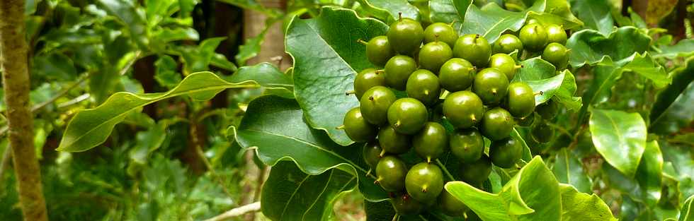 5 fvrier 2014 - St-Philippe - Bois de joli coeur - Fruits