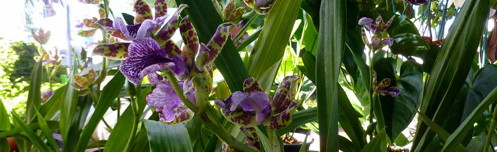 15 mars 2014 - St-Pierre - March forain - Zygopolatum de Jean Petit