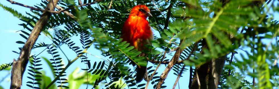 Avril 2014 - St-Paul - Tour des Roches - Chemin Macabit - Cardinal mle