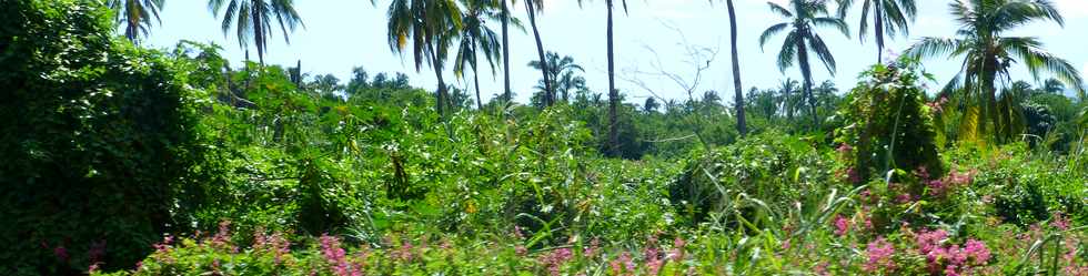 18 avril 2014 - St-Paul - Rosalie, ti train touristique - Tamarun - Etang