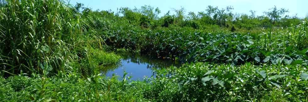 18 avril 2014 - St-Paul - Rosalie, ti train touristique - Tamarun - Etang