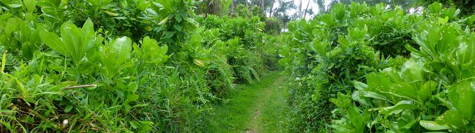 Juillet 2014 - Ste-Rose - Sentier littoral -  Manioc marron