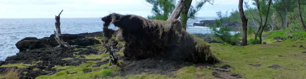 Aot 2014 - Piton Ste-Rose - Sentier littoral -