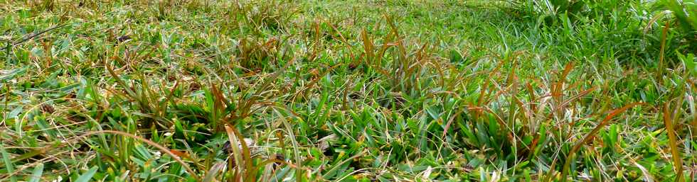 Aot 2014 - Sentier littoral Piton Ste-Rose - Plants de pandanus