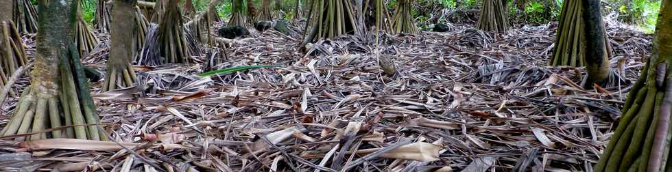 Aot 2014 - Sentier littoral Piton Ste-Rose - Feuilles de vacoa